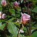 Cecil Rose Photo 31