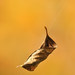 Ron Everhart Photo 18