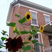 Alfred Simonson Photo 2