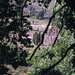 Summer Heath Photo 29