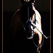 Eddie Chestnut Photo 24