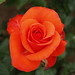 Rosa Crosby Photo 16