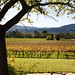 Teresa Groves Photo 35