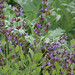 June Sage Photo 21