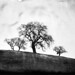 Ben Nixon Photo 36