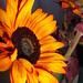 Stephanie Dotson Photo 33