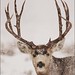 Daryl Blank Photo 20