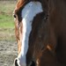 Sharon Laney Photo 32