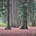 Douglas Groves Photo 26