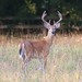 Virginia Deer Photo 11