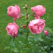 Rose Leonardo Photo 25