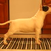 William Pedroza Photo 30