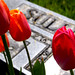 Mary Lancaster Photo 45