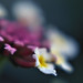 Jo Segars Photo 11