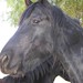Tricia Wyatt Photo 36