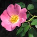 Else Rose Photo 12