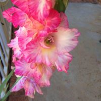 Barbara Helmer Photo 1