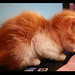 Benjamin Sweet Photo 34