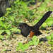 Suzanne Bird Photo 34