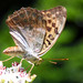 Daphne Browning Photo 13