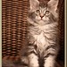 Donna Coon Photo 36