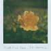 Rose Platt Photo 24