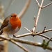 Robin Ives Photo 25