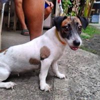 Joseph Carpio Photo 7