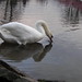 Glen Swan Photo 33