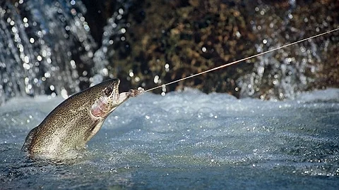 Brad Mcfall Photo 11