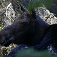Frank Chamberlin Photo 4