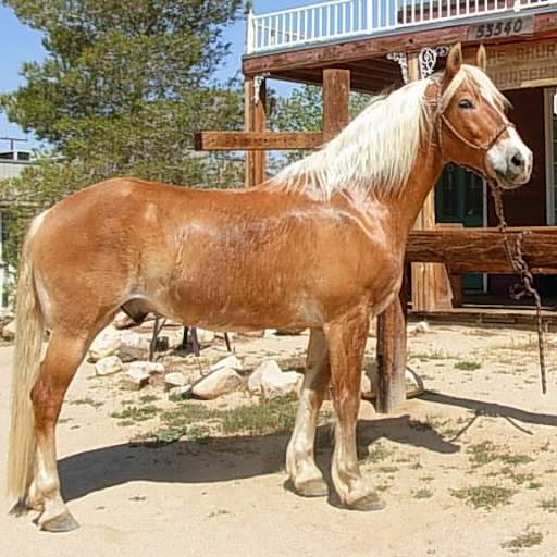 Sharron Evans Photo 11