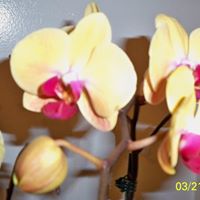 Beverley Lowe Photo 5