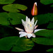 Jasmine Hill Photo 40
