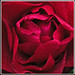 Rose Burns Photo 44