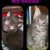 Charlie Locklear Photo 2