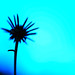Clifford Bloom Photo 19