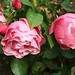Rose Leonardo Photo 22