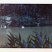 Janet Cotton Photo 26