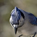 Jay Peck Photo 34