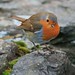 Robin Rock Photo 36