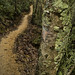 Lawrence Forest Photo 11