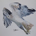 Joan Hawks Photo 14