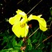 Frances Sharp Photo 39