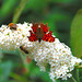 Holly Johnston Photo 44