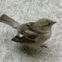 Frank Sparrow Photo 14