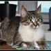 Henry Tack Photo 12
