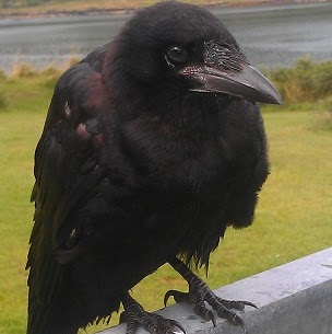 Russell Crow Photo 13