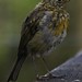 Robin Edge Photo 29