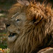 Leo Power Photo 31